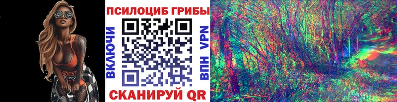 купить   Гусиноозёрск  Псилоцибиновые грибы Psilocybe 